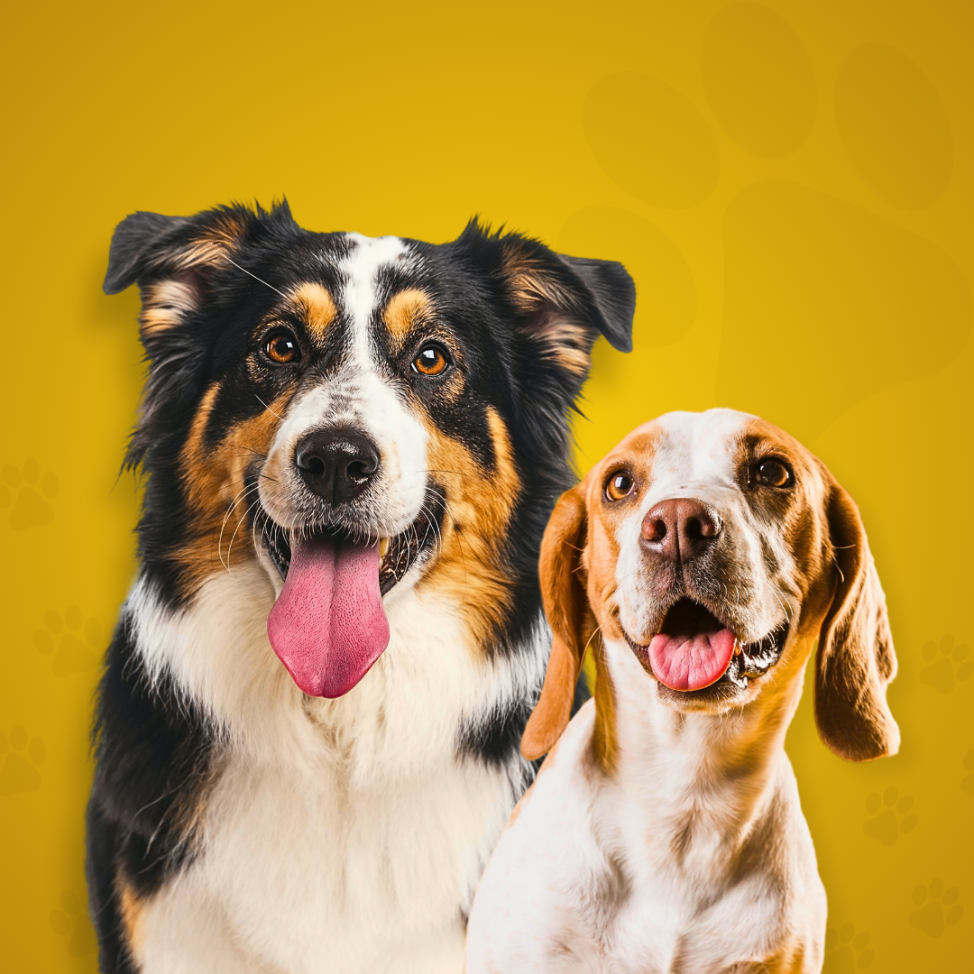 Alimentos Para Perros