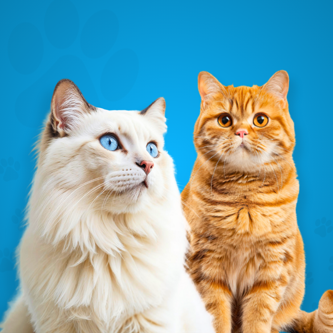 Alimentos Para Gatos
